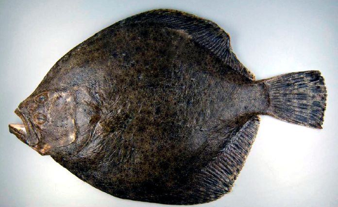 Scophthalmus maximus_06.jpg